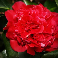 Harbor Lights Camellia