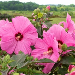 Head Over Heels® Adore⢠Hibiscus