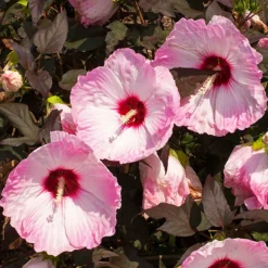 Head Over Heels® Blush Hibiscus -The Tree Center Store Head Over Heels Blush Hibiscus 3 copy 600x600 1