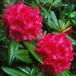 Helen Dehr Rhododendron
