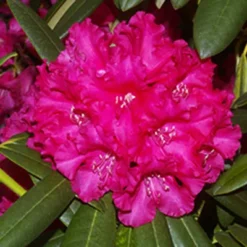 Helen Dehr Rhododendron -The Tree Center Store Helen Dehr Rhododendron 3 copy jpg