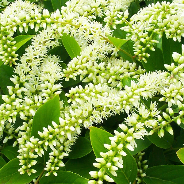 Henrys Garnet Itea 1 Henrys Garnet Itea