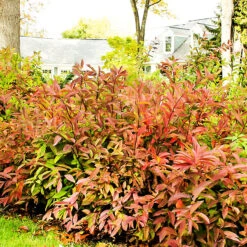 Henrys Garnet Itea 7 Henrys Garnet Itea -The Tree Center Store Henrys Garnet Itea 3 copy 600x600 1