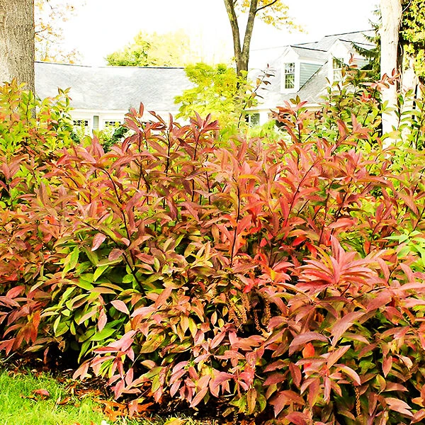 Henrys Garnet Itea 4 Henrys Garnet Itea - Image 4