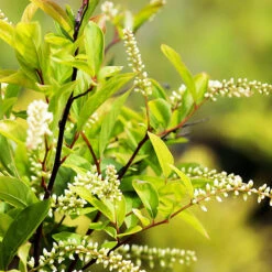 Henrys Garnet Itea 6 Henrys Garnet Itea -The Tree Center Store Henrys Garnet Itea 4 copy 600x600 1