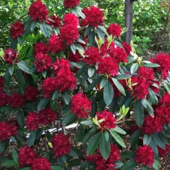 Henry's Red Rhododendron -The Tree Center Store Henrys Red Rhododendron 4 copy jpg