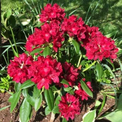 Henry's Red Rhododendron -The Tree Center Store Henrys Red Rhododendron 5 copy jpg