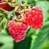 Heritage Raspberry