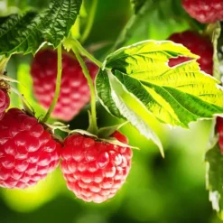 Heritage Raspberry -The Tree Center Store Heritage Raspberry 2 copy jpg webp