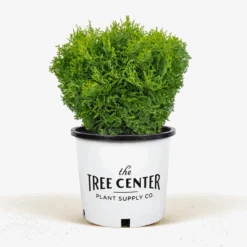 Hetz Midget Arborvitae