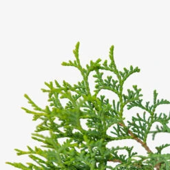 Hetz Midget Arborvitae -The Tree Center Store Hetz Midget Arborvitae 5G 02 copy 2 600x600 1