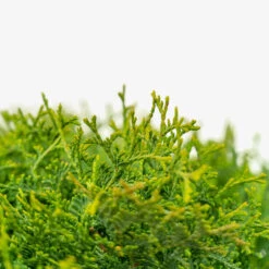 Little Giant Arborvitae