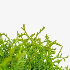 Hetz Midget Arborvitae -The Tree Center Store Hetz Midget Arborvitae 5G 04 copy 2 600x600 1