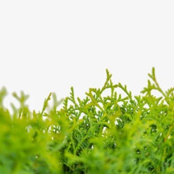 Hetz Midget Arborvitae -The Tree Center Store Hetz Midget Arborvitae 5G 05 copy 2 600x600 1