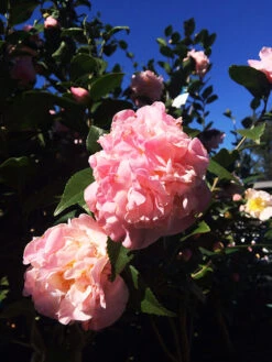 High Fragrance Camellia 5 High Fragrance Camellia -The Tree Center Store High Fragrance Pink Camellia 4 copy 600x800 1