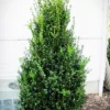 Highlander Boxwood