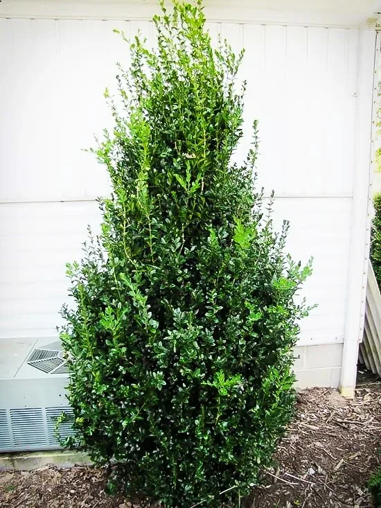 Highlander Boxwood 1 Highlander Boxwood