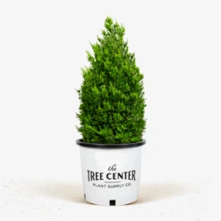 Hollywood Juniper 7 Hollywood Juniper -The Tree Center Store Hollywood Juniper 5G 01 1 600x600 1