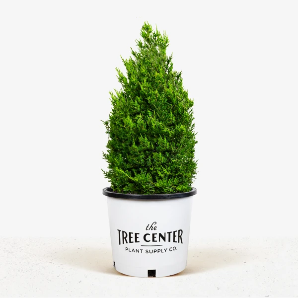 Hollywood Juniper 3 Hollywood Juniper - Image 3