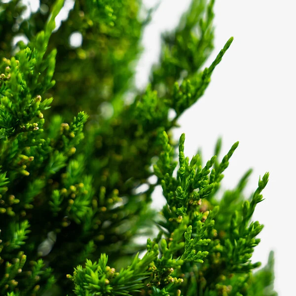 Hollywood Juniper 5 Hollywood Juniper - Image 5