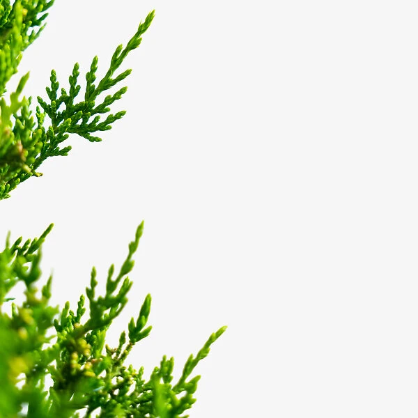 Hollywood Juniper 2 Hollywood Juniper - Image 2