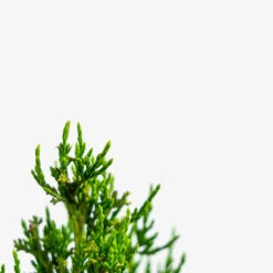 Hollywood Juniper 8 Hollywood Juniper -The Tree Center Store Hollywood Juniper 5G 04 copy 600x600 1