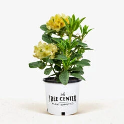 Honey Butter Rhododendron -The Tree Center Store Honey Butter Rhododendron 2G 01 1 600x600 1