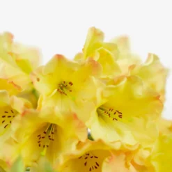 Honey Butter Rhododendron -The Tree Center Store Honey Butter Rhododendron 2G 03 copy 1 600x600 1