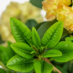 Honey Butter Rhododendron -The Tree Center Store Honey Butter Rhododendron 2G 05 copy 1 600x600 1