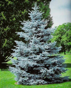Hoopsii Blue Spruce 5 Hoopsii Blue Spruce -The Tree Center Store Hoopsii Blue Spruce 01 600x739 1