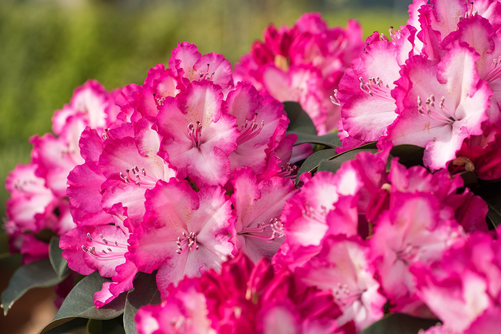 The Tree Center Store -The Tree Center Store Hortinni GARDEN XXL 2 min