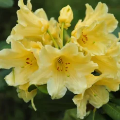 Hotie Rhododendron -The Tree Center Store Hotie Rhododendron 1 copy jpg