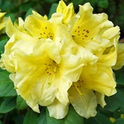 Hotie Rhododendron -The Tree Center Store Hotie Rhododendron 4 copy jpg