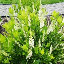 Hummingbird Summersweet -The Tree Center Store Hummingbird Summersweet 4 copy jpg webp