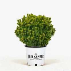 Humpty Dumpty Alberta Spruce -The Tree Center Store Humpty Dumpty Alberta Spruce 3G 01 jpg 600x600 1