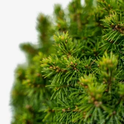 Humpty Dumpty Alberta Spruce -The Tree Center Store Humpty Dumpty Alberta Spruce 3G 02 600x600 1