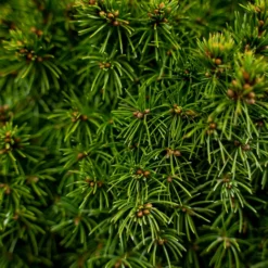 Humpty Dumpty Alberta Spruce