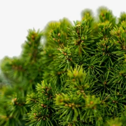 Humpty Dumpty Alberta Spruce -The Tree Center Store Humpty Dumpty Alberta Spruce 3G 05 600x600 1