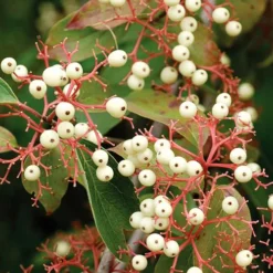 Huron® Dogwood 6 Huron® Dogwood -The Tree Center Store Huron Dogwood 1 copy jpg