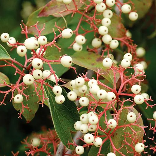 Huron® Dogwood 3 Huron® Dogwood - Image 3