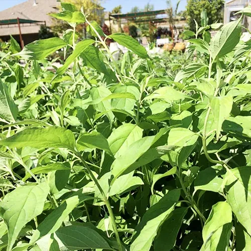 Huron® Dogwood 4 Huron® Dogwood - Image 4