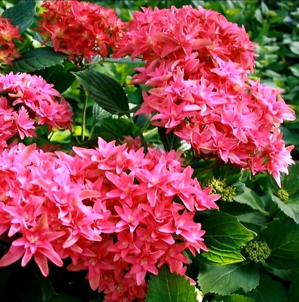 Wow Time™ Hydrangea 2 Wow Time™ Hydrangea - Image 2