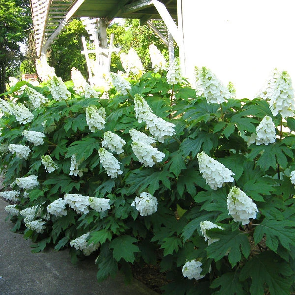 Alice Oakleaf Hydrangea 3 Alice Oakleaf Hydrangea - Image 3