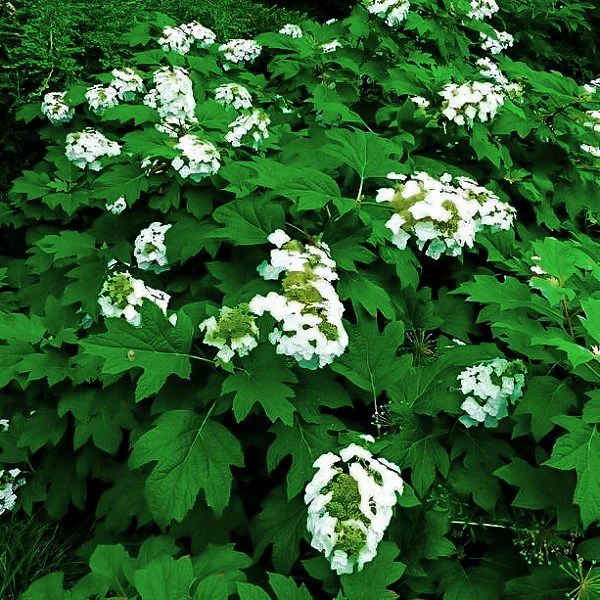 Alice Oakleaf Hydrangea 1 Alice Oakleaf Hydrangea