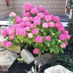 Pia Hydrangea 7 Pia Hydrangea -The Tree Center Store Hydrangea macrophylla Pia 1 copy jpg webp