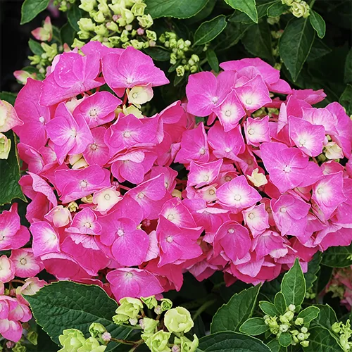 Pia Hydrangea 2 Pia Hydrangea - Image 2