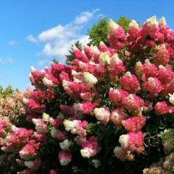 Berry White® Hydrangea -The Tree Center Store Hydrangea paniculata Renba 4 copy jpg webp
