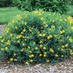 Blue Velvet St. Johnswort -The Tree Center Store Hypericum Blue Velvet 1 copy jpg webp