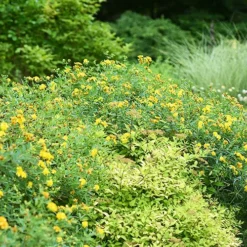 Blue Velvet St. Johnswort