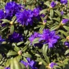 Blue Baron Rhododendron